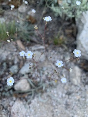 Ivesia santolinoides