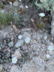 Ivesia santolinoides