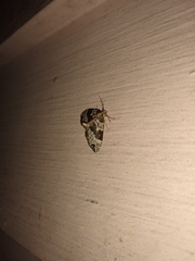 Ecliptopera silaceata