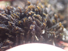 Andreaea nivalis
