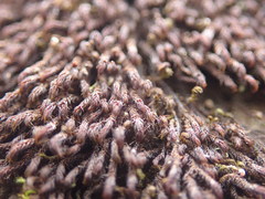 Andreaea nivalis