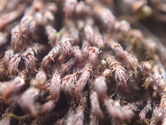 Andreaea nivalis
