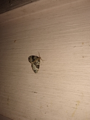 Ecliptopera silaceata