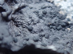 Umbilicaria hyperborea