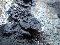 Umbilicaria hyperborea