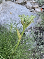 Angelica capitellata