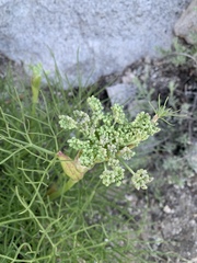 Angelica capitellata