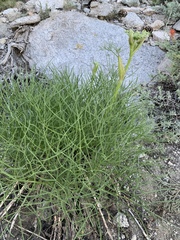 Angelica capitellata