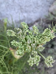 Angelica capitellata