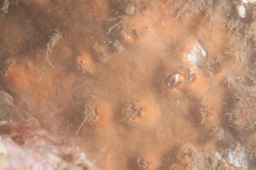 Plocamionida