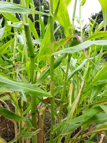 perennial teosinte (Zea perennis)