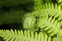 Herpetogramma theseusalis