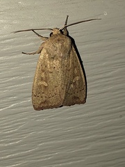 Leucania pseudargyria