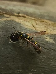 Symmorphus canadensis