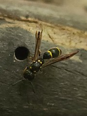 Symmorphus canadensis