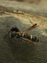 Symmorphus canadensis