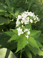 Napaea dioica