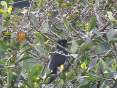 Cephalopterus ornatus