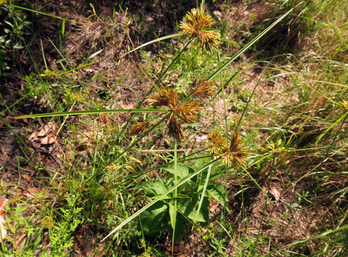 Cyperus polystachyos image