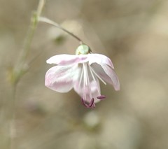 Hesperolinon micranthum