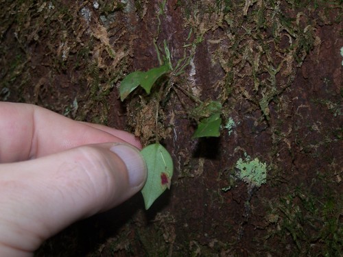 Lepanthes rubripetala