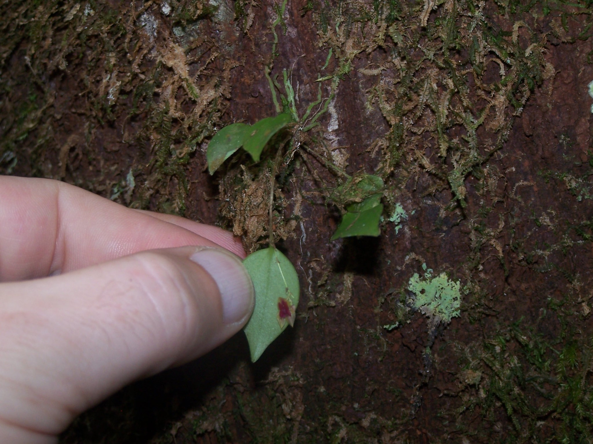 Lepanthes rubripetala