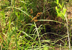 Cyperus ligularis image