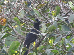 Cephalopterus ornatus