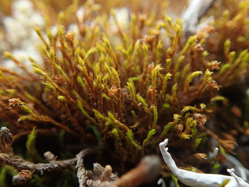 Image of Schistidium papillosum by no rights reserved