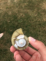 Busycotypus canaliculatus