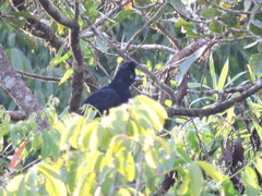 Cephalopterus ornatus