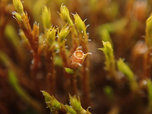 Image of Schistidium papillosum by no rights reserved
