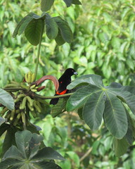 Ramphocelus flammigerus flammigerus