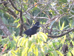 Cephalopterus ornatus