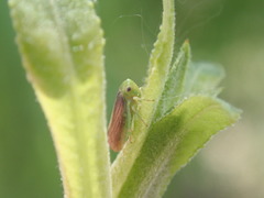Macropsis
