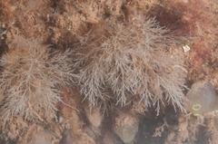 Eucratea loricata