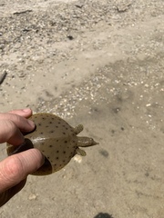 Apalone spinifera aspera