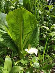 Lysichiton camtschatcensis