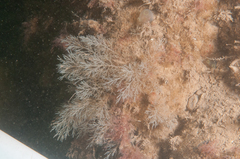 Eucratea loricata