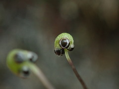 Mannia gracilis