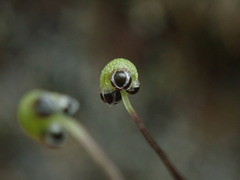 Mannia gracilis