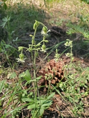 Silene lemmonii