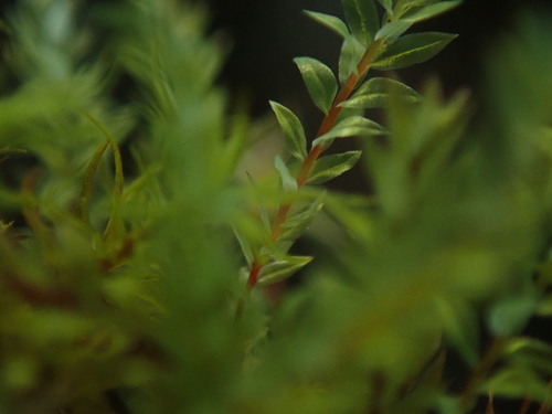 Pohlia cruda