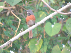 Synallaxis erythrothorax