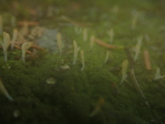 Multiclavula corynoides