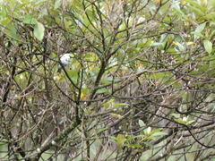 Stilpnia cyanicollis