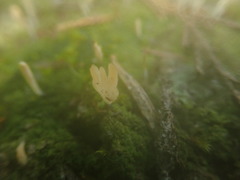 Multiclavula corynoides