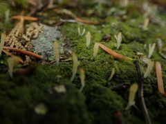 Multiclavula corynoides