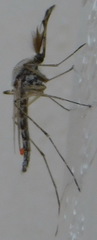 Ochlerotatus