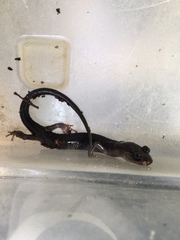 Plethodon metcalfi
